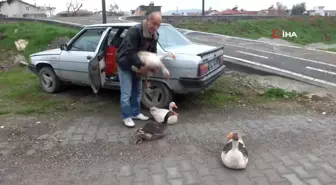 Kazları Komşularından Kurtulmak İçin Doğaya Bıraktı