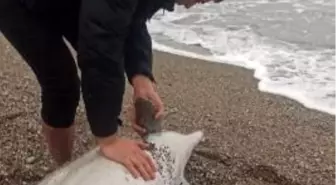 Zonguldak'ta Bir Maden İşçisi Ölü Yunusu Kıyıya Taşıdı