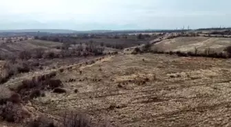 Yaban Domuzları Çiftçilerin Kâbusu Oldu