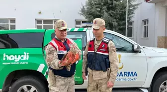 Yaralı Kızıl Şahin ve Peçeli Baykuş Tedavi Altına Alındı