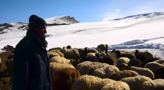 Ağrı'da Besiciler Kış Koşullarında Hayvanlarına Göz Kulak Oluyor