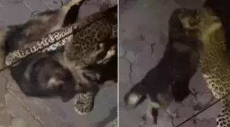 Sokağa salınan leopar, köpeği parçaladı