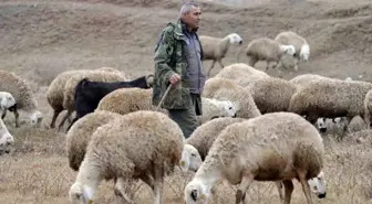 Kazım Bozkurt'un Doğa ile İç İçe Huzurlu Yaşamı