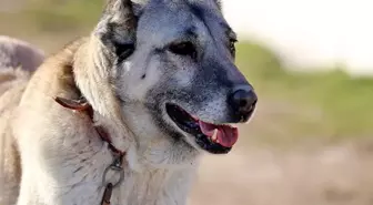 Arap ülkeleri Kangal köpeklerin peşinde