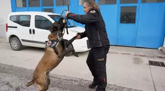 Narkotik Köpeği Milon, Aralık Ayının Köpeği Seçildi