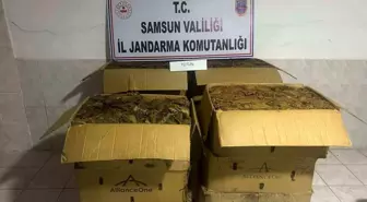 Samsun'da Kaçak Tütün Hırsızlığı: 135 Kilo Ele Geçirildi