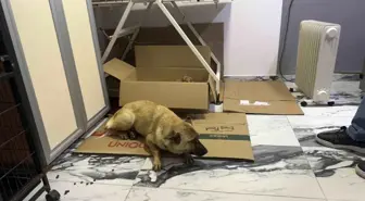 Bir Sokak Köpeğinden Yürek Isıtan Yardım Çağrısı