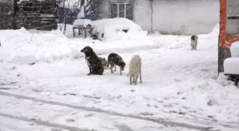 Kırklareli'nde Kar Yağışı Sokak Hayvanlarını Etkiliyor