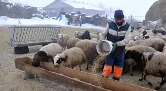 Kars'ta Çoban Bulma Sorunu, Küçükbaş Hayvancılığı Tehdit Ediyor