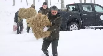 Kırklareli'nde Yaban Hayvanları için Yemleme Faaliyeti