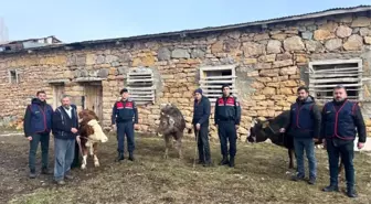 Sivas'ta Büyükbaş Hayvan Hırsızlığı: 4 Şüpheli Tutuklandı