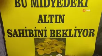 Karabük'te Midyeden Altın Çıktı: Üniversite Öğrencisi Kazandı