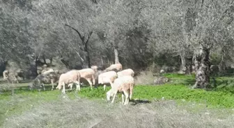 Burhaniye'de Zeytin Bahçelerinde Hayvan Otlatan Sürü Sahiplerine Ceza