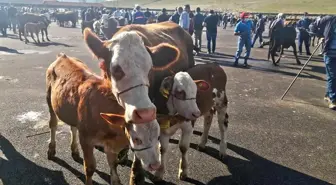 Bayburt'ta Şap Karantinası Sona Erdi