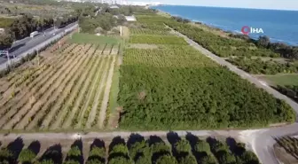 Mersin'de Muz ve Mandalinada Yeni Çeşitler Tescillendi