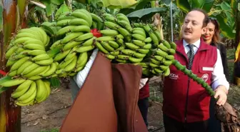 Mersin'de Yeni Mandalina ve Muz Çeşitleri Tescillendi