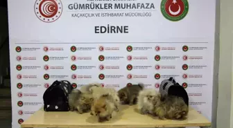 Gümrüklerde Kaçak Ticaret Operasyonları: 20 Bin Cep Telefonu ve 8 Pomeranian Ele Geçirildi