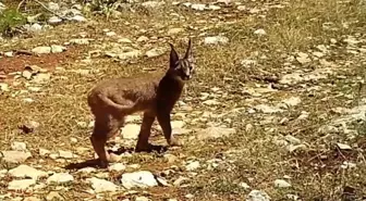 Nesli Tehlike Altındaki Karakulaklar Burdur'da Görüntülendi