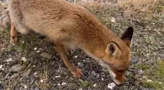 Balıkçı ve Tilki Arasındaki Sıcak Dostluk