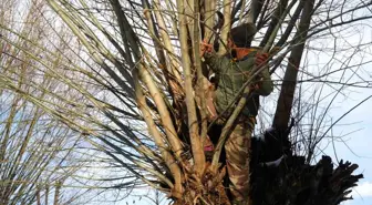 Muş'ta Besiciler Söğüt Dalları ile Yem Tasarrufu Sağlıyor