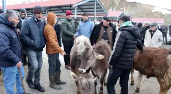 Oltu Canlı Hayvan Pazarı Bir Aydan Sonra Yeniden Açıldı