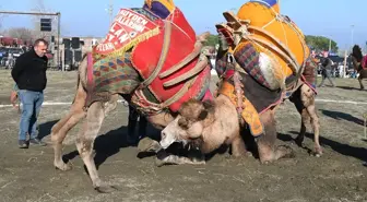 12. Geleneksel Lapseki Folklorik Deve Gösterisi Renkli Görüntülere Sahne Oldu