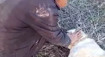 Elazığ'da Kangal Köpeği Tüfekle Vuruldu