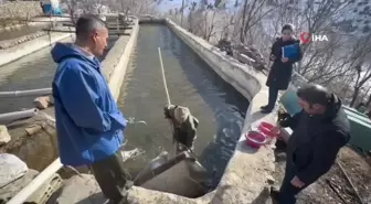 Soğuk Havada Alabalık Sağımı Van'da Gerçekleşti