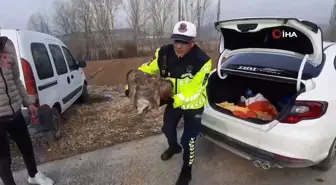 Yaralı Akbaba Jandarma Tarafından Kurtarıldı