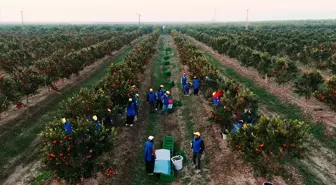 Altun Gıda, halka arz için SPK'ya başvuru yaptı