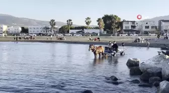 At Arabasıyla Denize Girip Güneşlendiler