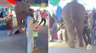 Havai fişeklerden korkan fil, beş kişiyi ezdi