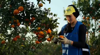 Yaş meyve ve sebze ihracat rekortmeni Altun'dan halka arz başvurusu