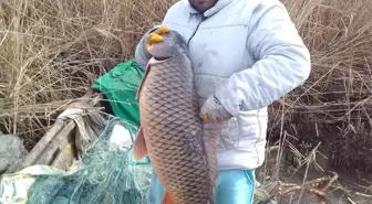 Enez'de 18 Kilogramlık Sazan Balığı Yakalandı