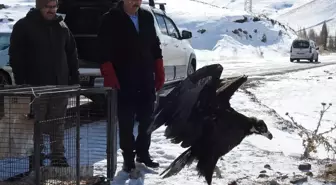 Yaralı Kara Akbaba Tedavi Edilip Doğal Yaşam Alanına Bırakıldı