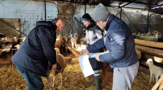 Kırklareli'nde Hayvanların Karantina ve Aşılama İşlemleri Yapıldı