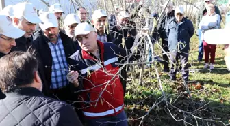 Samsun'da Fındık Budama Yarışması Heyecanı