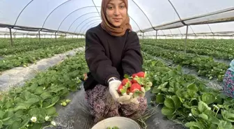 Çilek fiyatlarında bir aydaki değişim görenleri şaşkına çevirdi