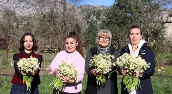 Antalya'da Kadın Kooperatifine Hibe Edilen Nergis Soğanları Çiçek Açtı