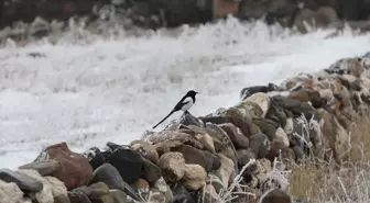 Doğu Anadolu'da Dondurucu Soğuklar Etkisini Sürdürüyor