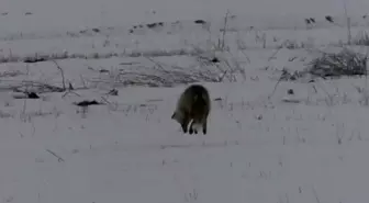 Kars'ta Kızıl Tilkilerin Kış Avı