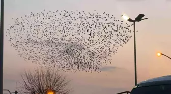 Sakarya'da Sığırcık Kuşlarının Gökyüzündeki Dansı Görsel Şölen Yarattı