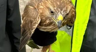 Yaralı Kızıl Şahin, Tedavi Altına Alındı