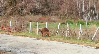 Kaçan Bozayı 8 Gün Sonra Bulundu