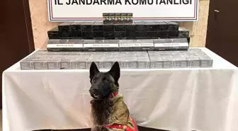 Düzce'de Jandarma Kaçak Sigara Operasyonu: 1069 Paket Ele Geçirildi