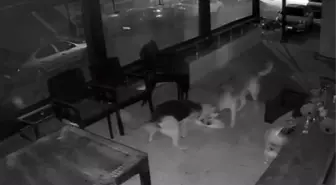 Sakarya'da Sokak Köpeklerinin Kediyi Saldırısı Güvenlik Kamerasında