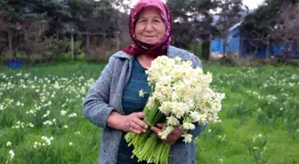 Karaburun'da Nergis Çiçeği Hasadı Başladı