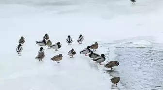 Kars Çayı'nda Soğuk Hava Yaban Hayatını Zorluyor