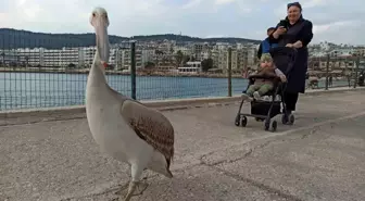 Taşucu'nda Pelikan Halkın Maskotu Oldu