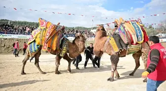 Kumluca'da Geleneksel Deve Güreşi Etkinliği Düzenlendi